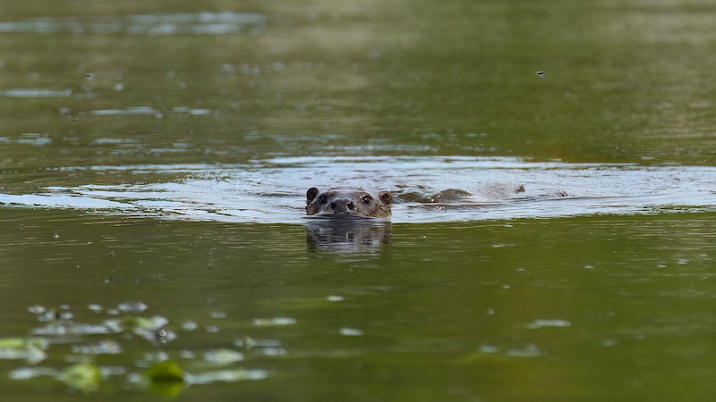 221021 odder norreriver