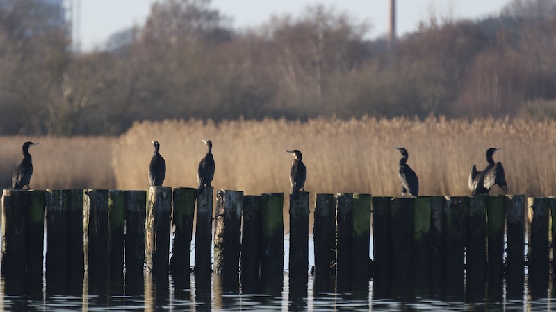 221224 skarv drb lystboat