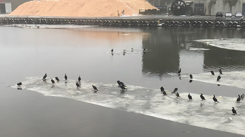 221224 skarv randers havn