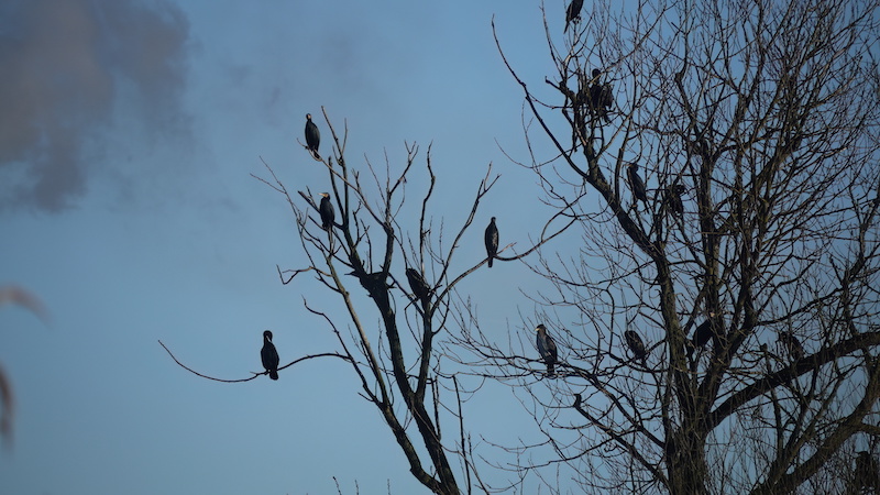 221224 skarv tree gudenaa