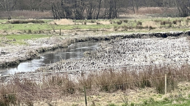 240509 hvid vegetation allingaa