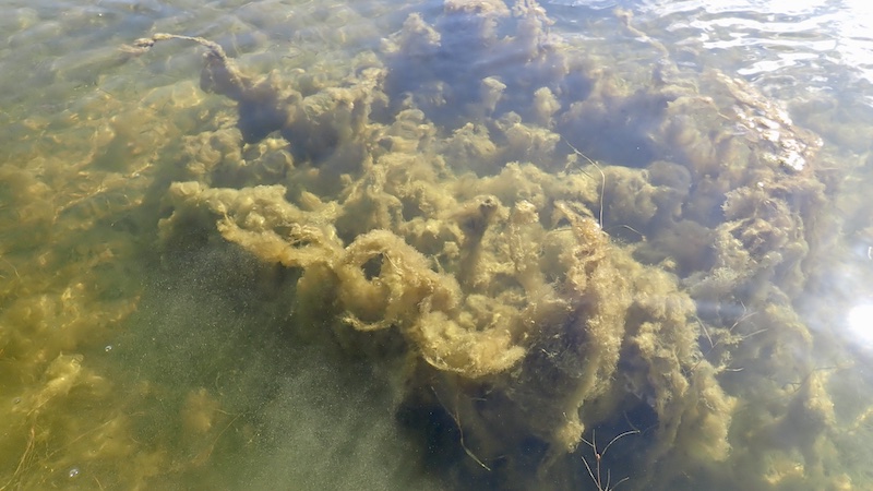 241119 green trepart alger