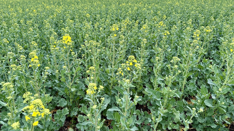 250421 renseanlæg monokultur