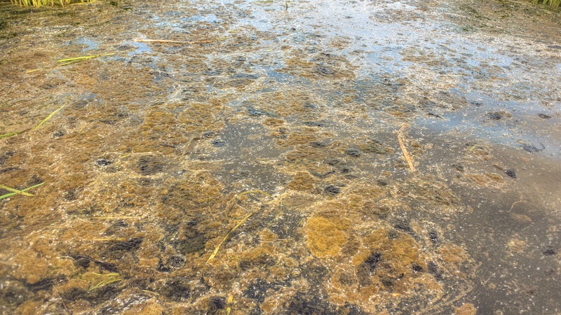 Fedtemøg 250522 fedmoj