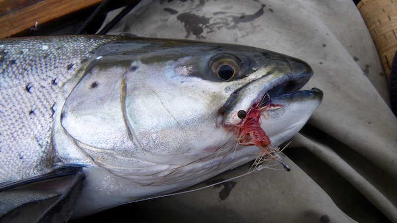 seatrout brakvandsrejen