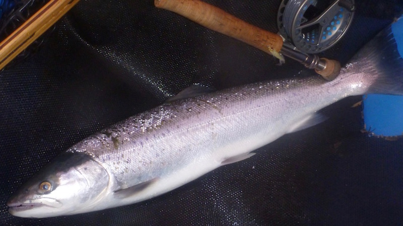 Randers Fjord mellerup blank