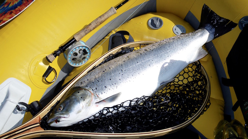 Randers Fjord udbyhoj nord sea trout