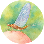 mayfly akvarel